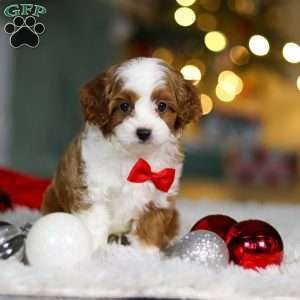 Champ, Cavapoo Puppy